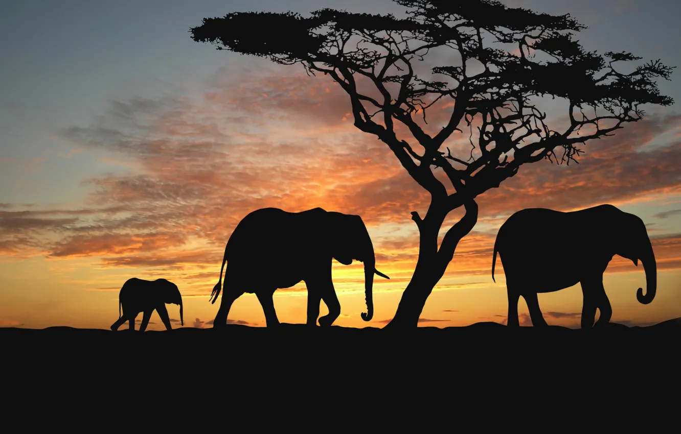 Photo wallpaper animals, trees, the evening, Savannah, Africa, elephants, sunset africa