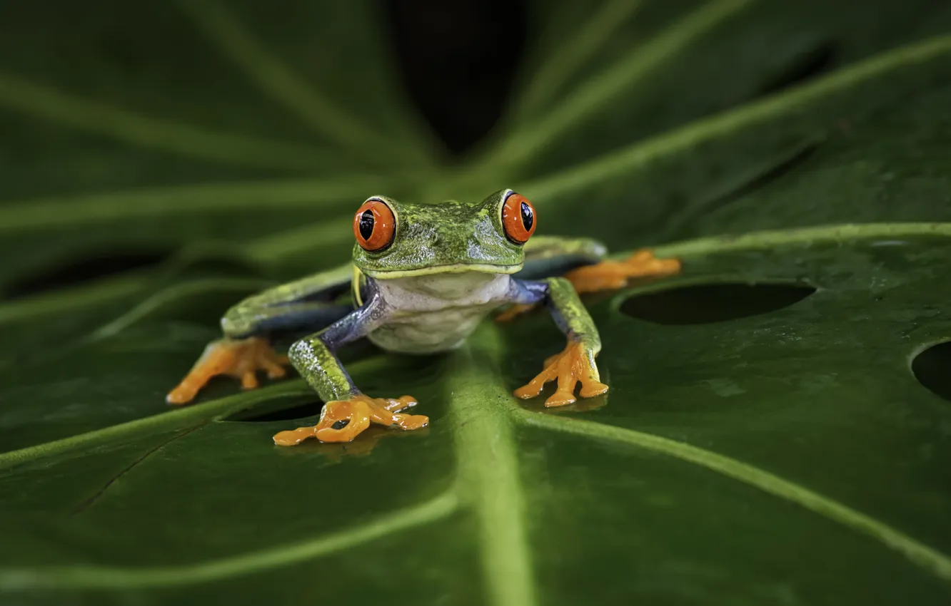 Photo wallpaper sheet, frog, with red eyes