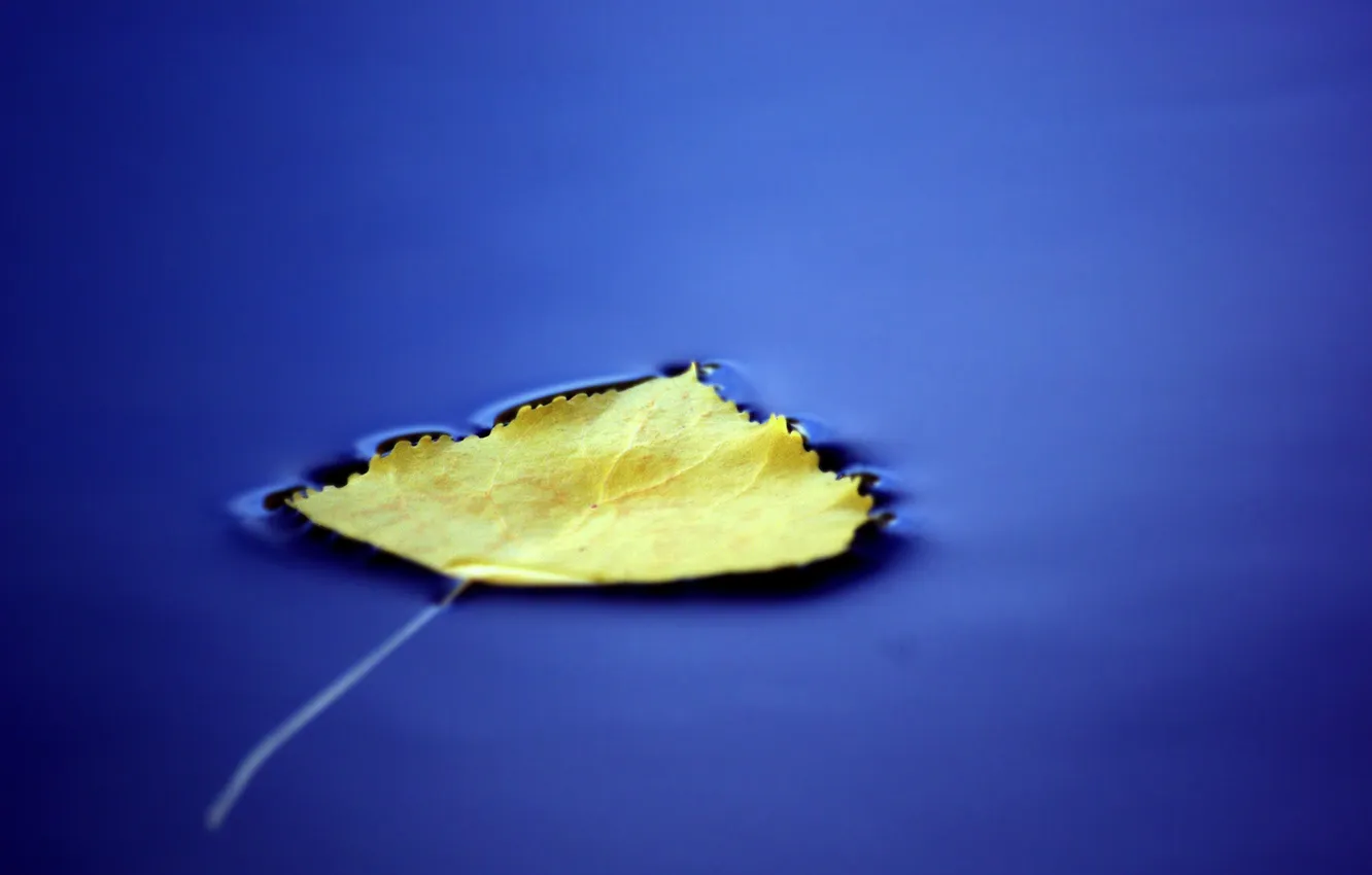 Photo wallpaper leaves, water, macro, blue, background