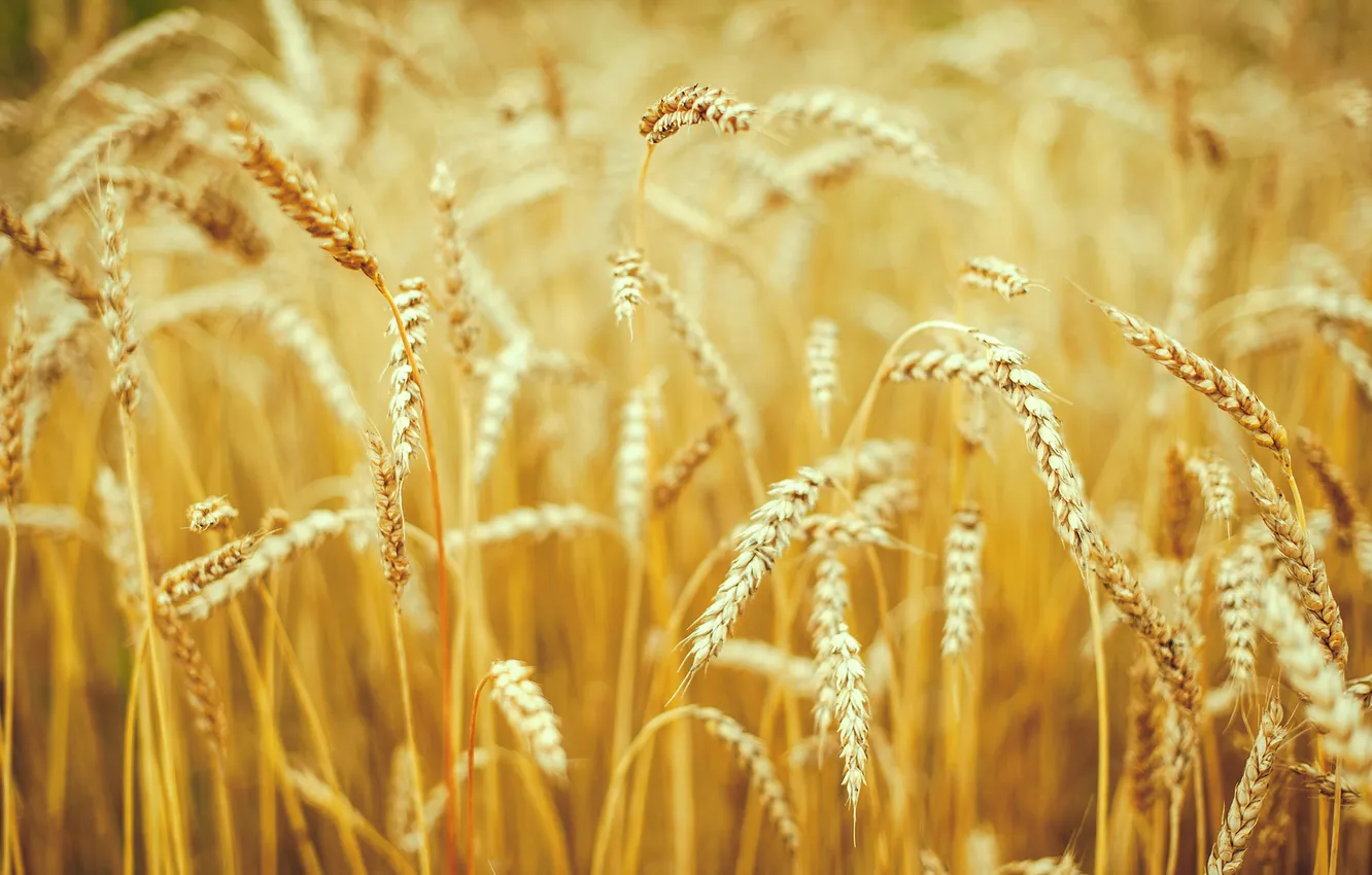 Photo wallpaper wheat, macro, nature, spikelets