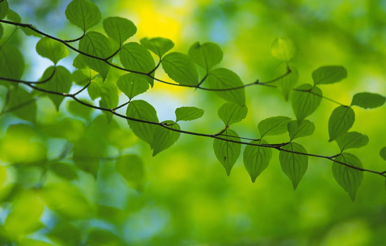 Photo wallpaper greens, leaves, branch, spring