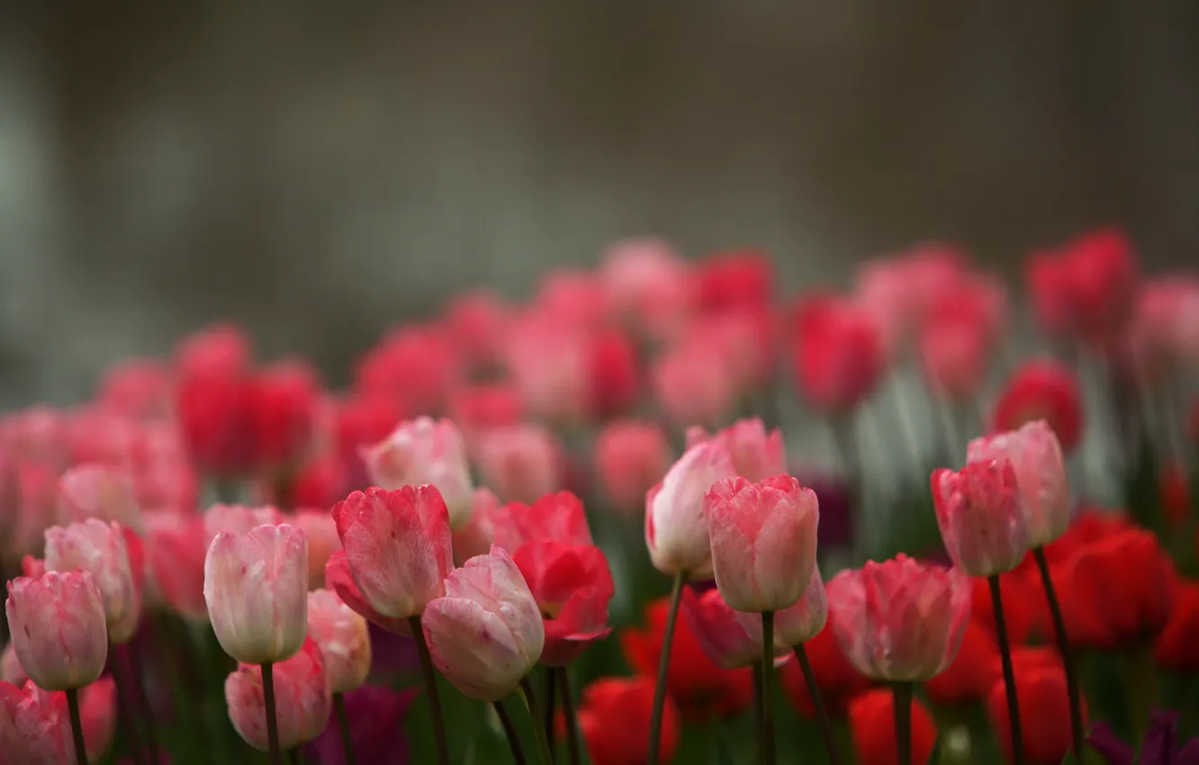 Photo wallpaper flowers, background, tulips