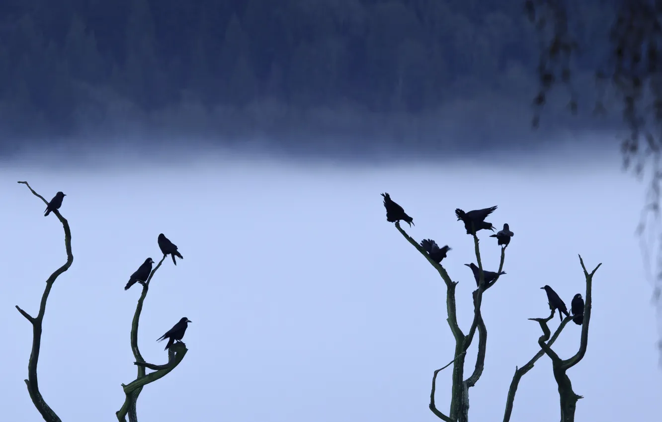 Photo wallpaper trees, nature, bird