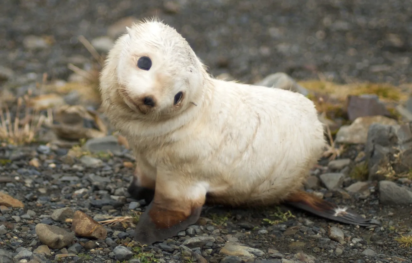 Photo wallpaper stones, shore, seal, cub