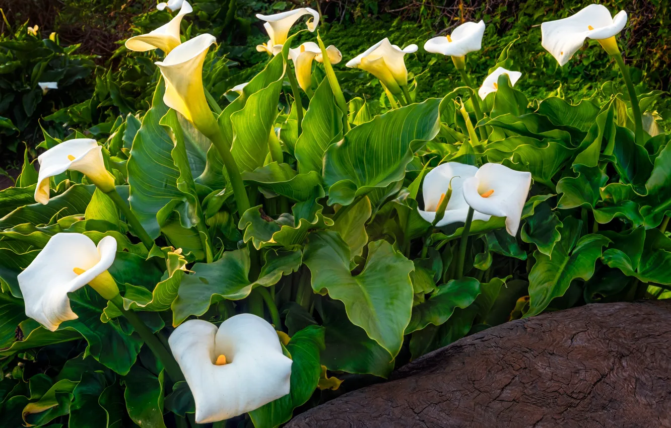 Photo wallpaper greens, leaves, flowers, white, flowerbed, Calla lilies
