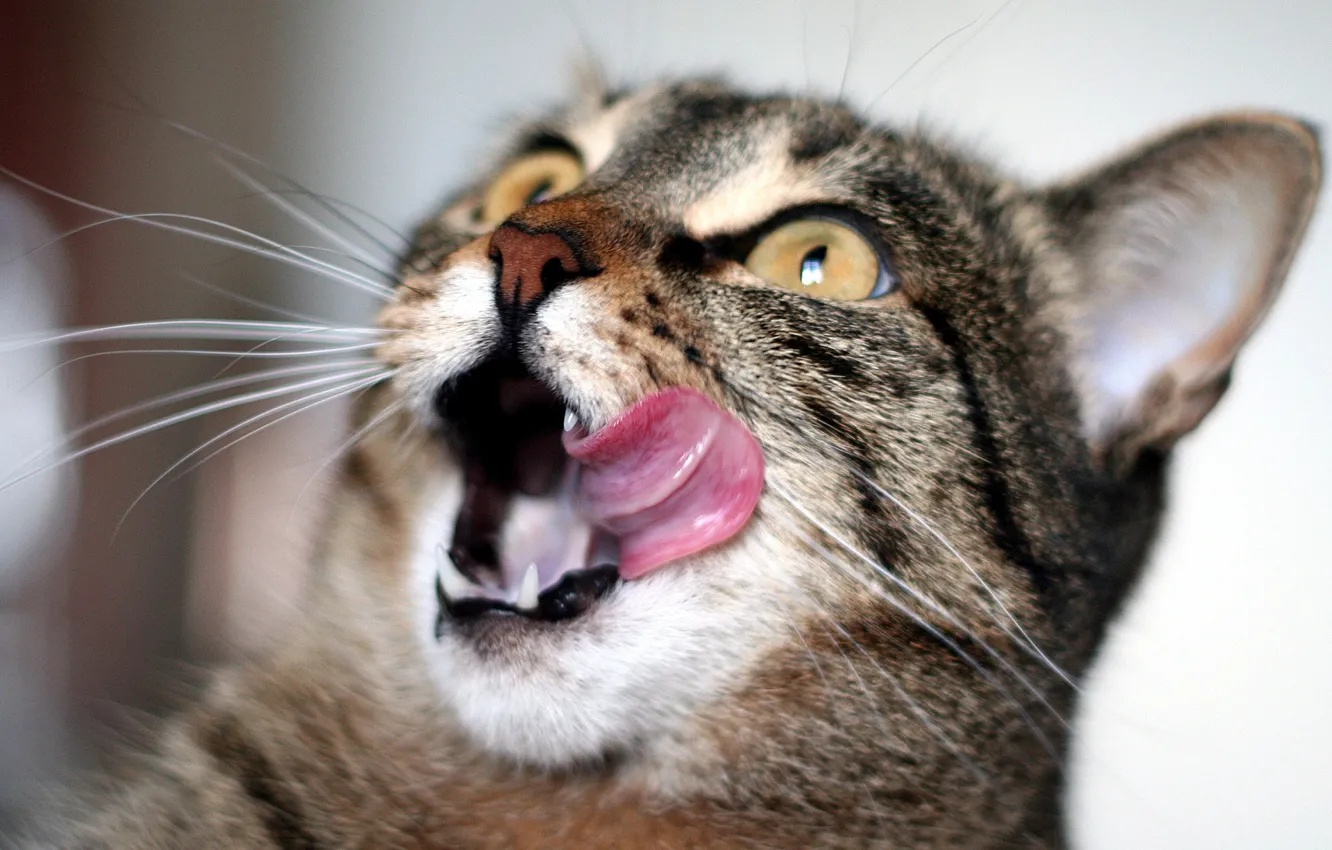 Photo wallpaper language, surprise, Koshak