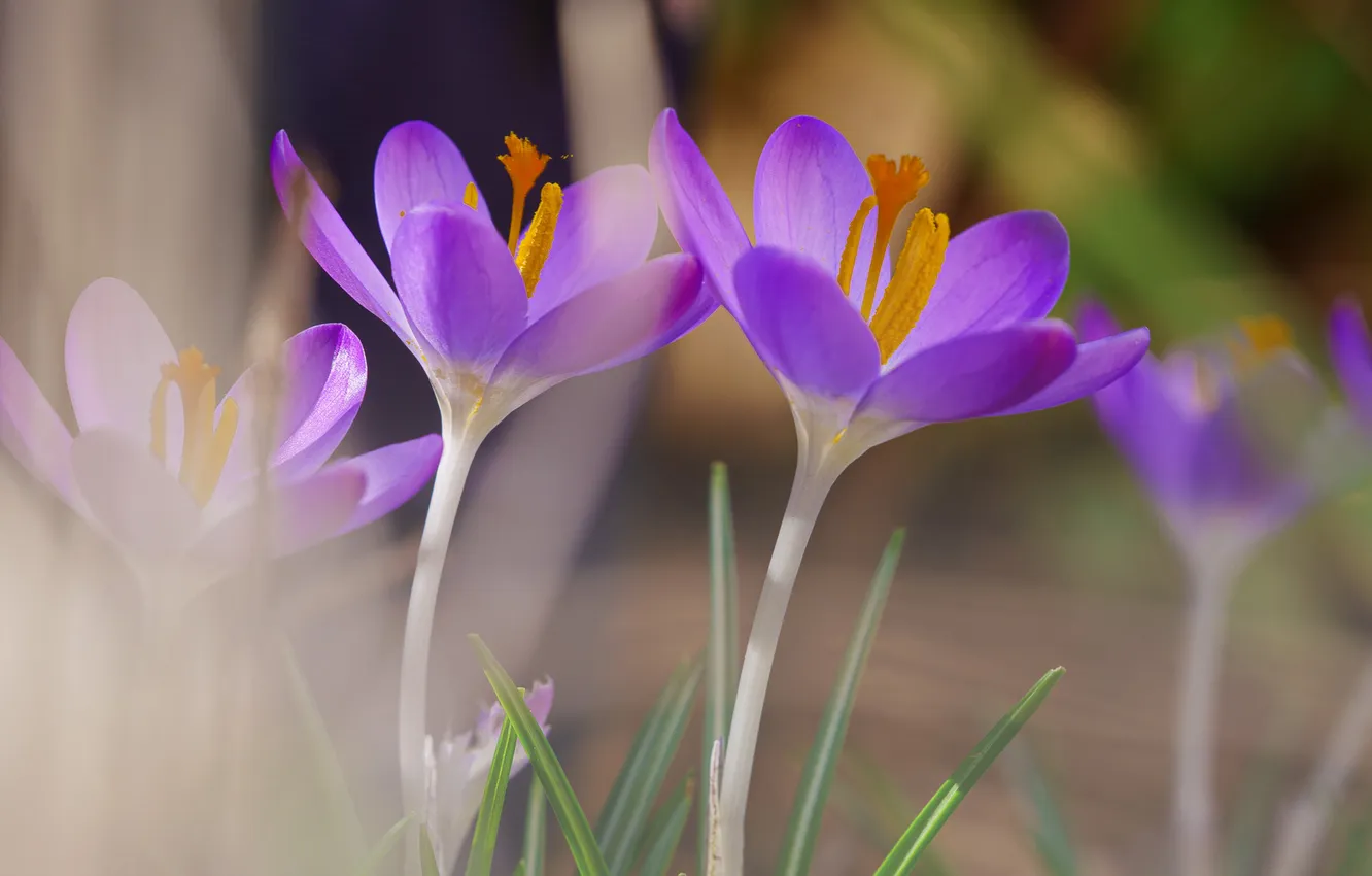 Photo wallpaper flowers, spring, crocuses