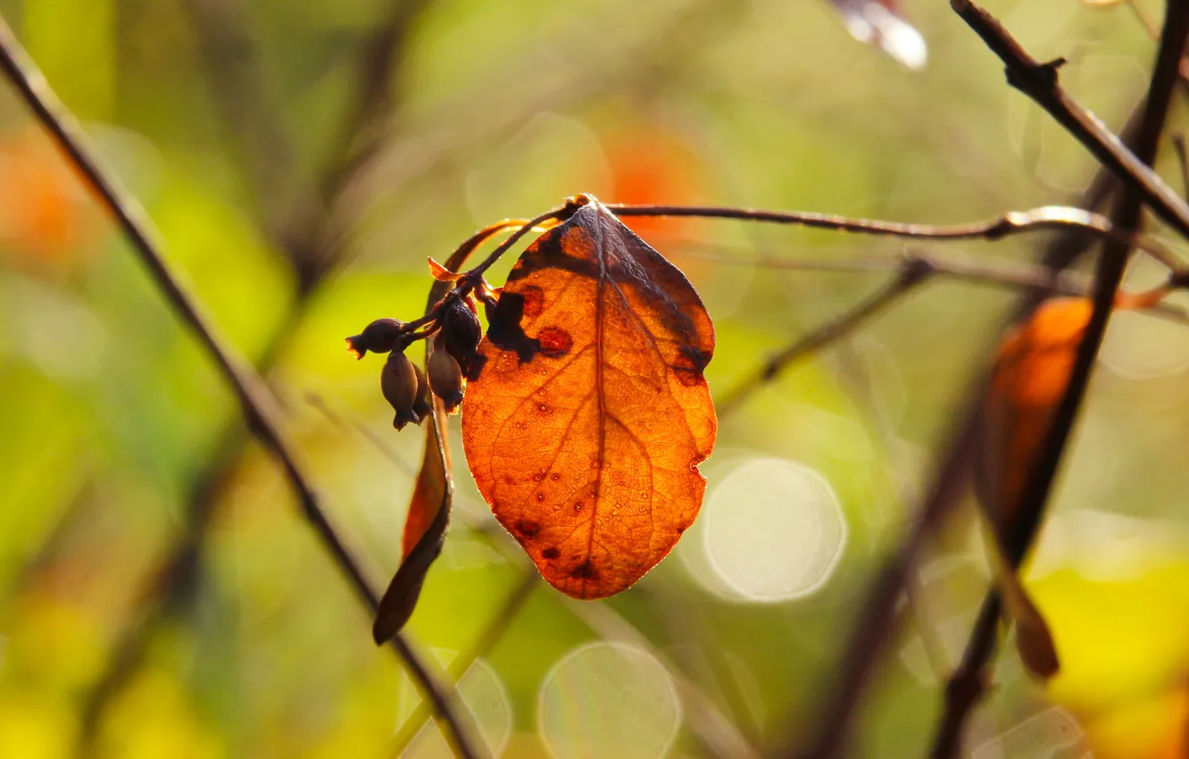 Photo wallpaper autumn, leafs, fall, twig