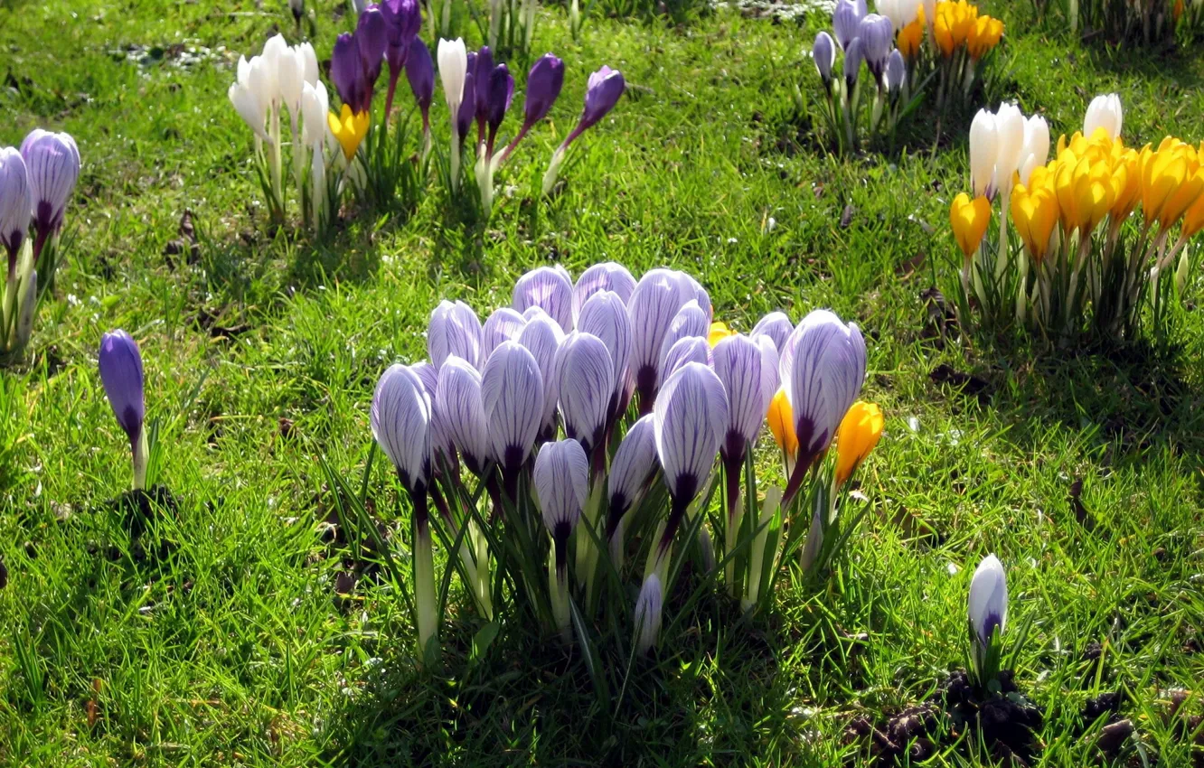 Photo wallpaper flowers, spring, meadow, crocuses, bushes