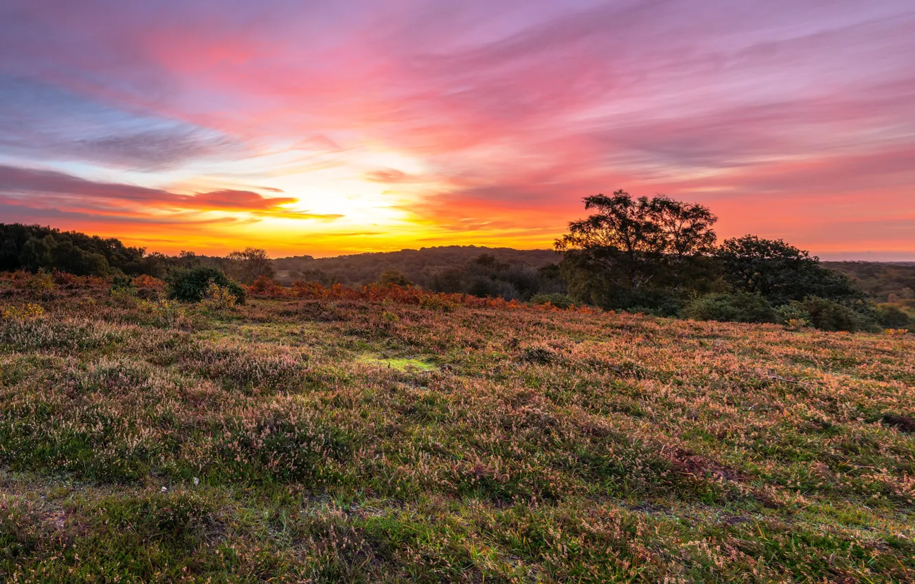 Photo wallpaper field, forest, the sky, the sun, trees, sunset, Heather