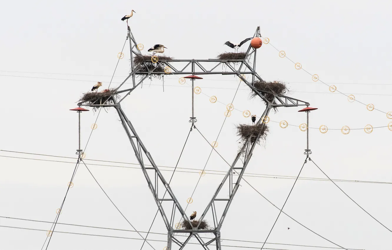Photo wallpaper birds, nature, power lines, storks
