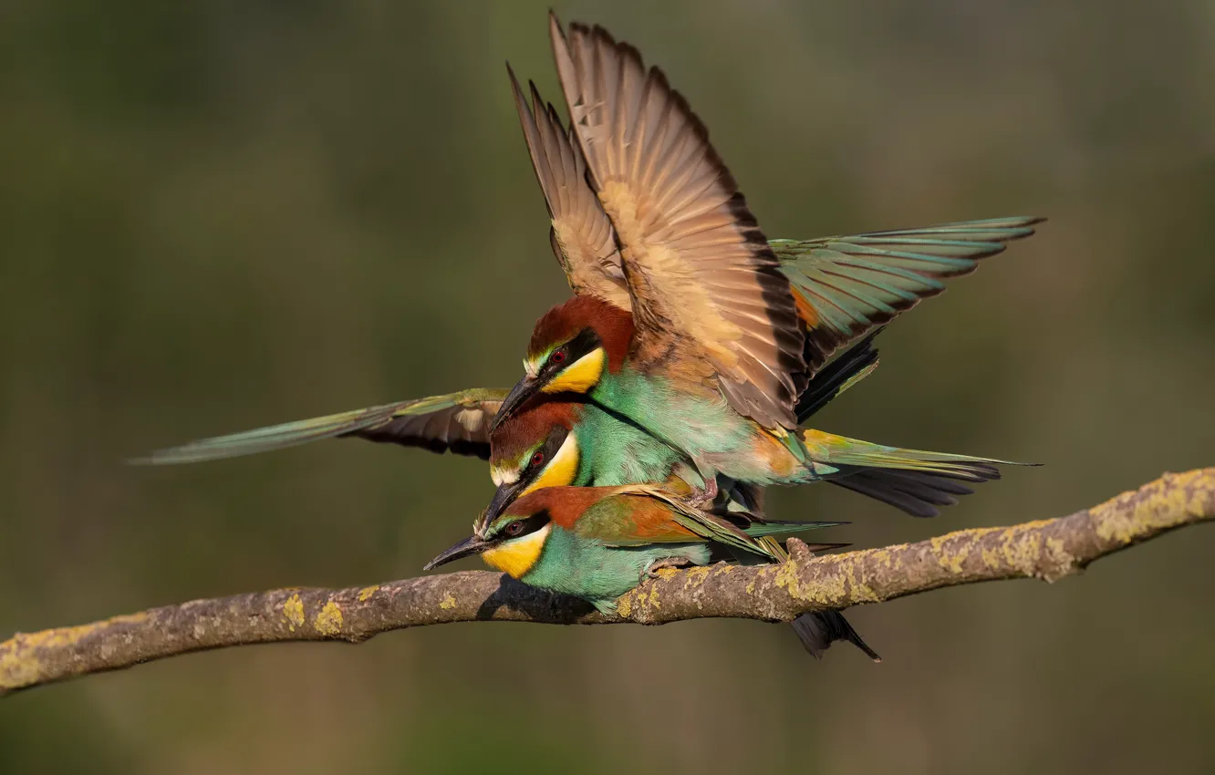 Photo wallpaper birds, pose, background, bird, branch, three, bright plumage, bee-eaters