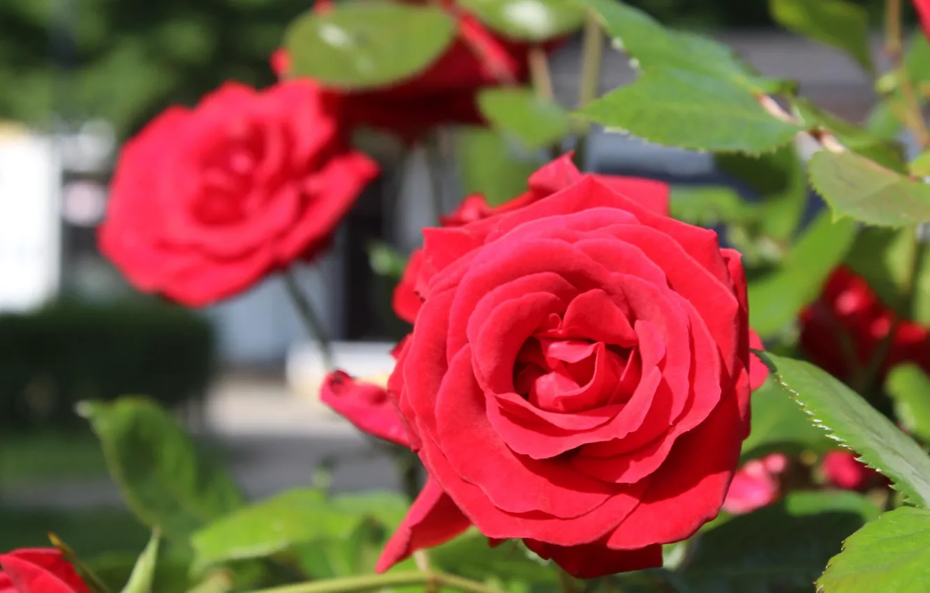 Photo wallpaper red, rose, blooming