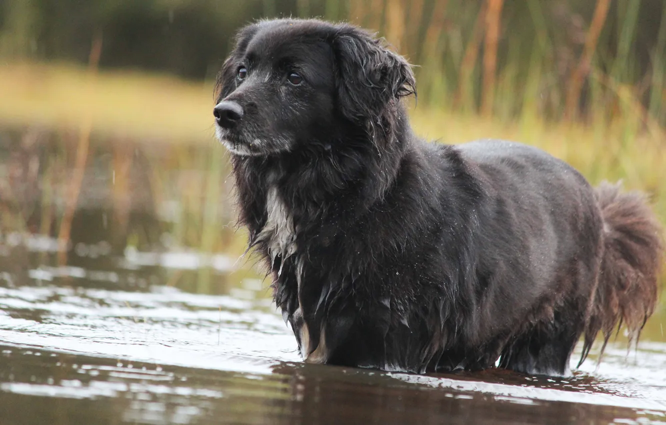 Photo wallpaper water, dog, dog