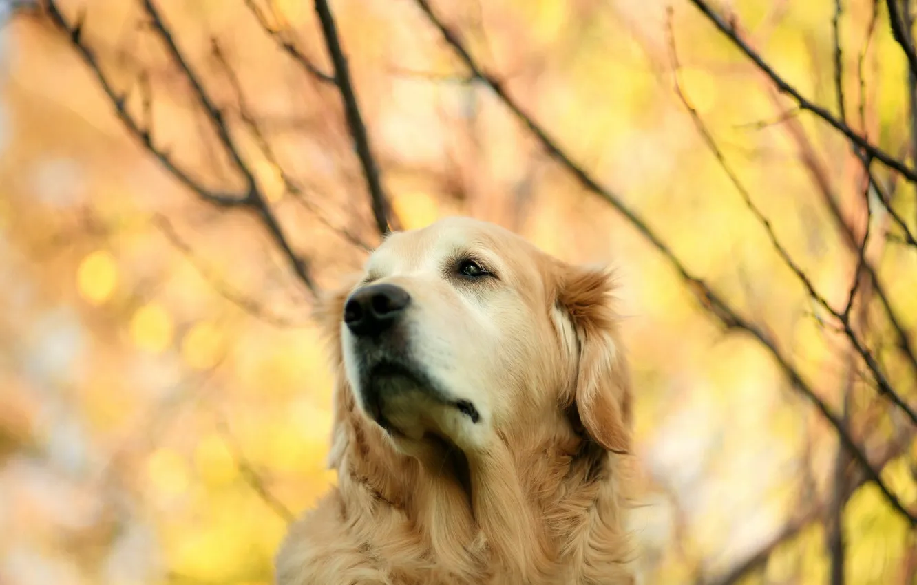 Photo wallpaper nature, background, dog
