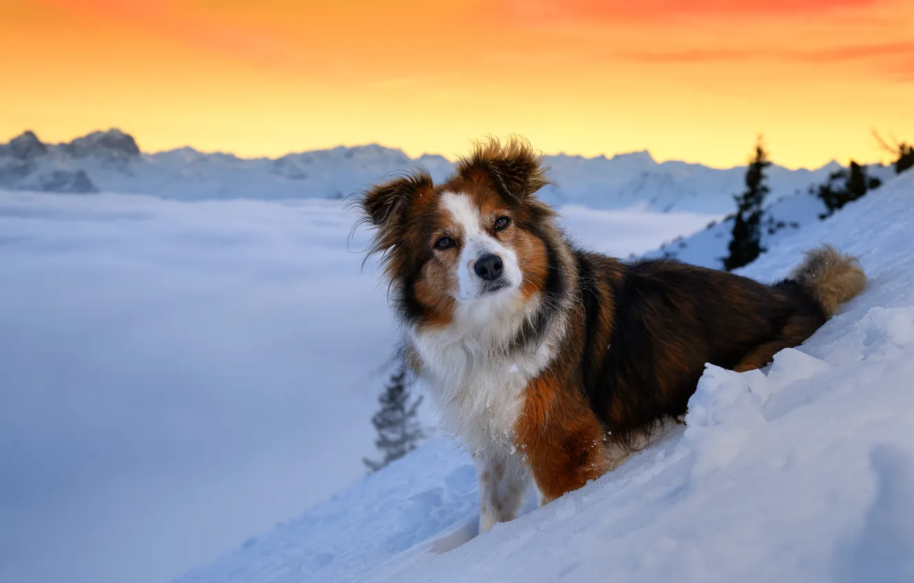 Photo wallpaper winter, snow, dog, slope