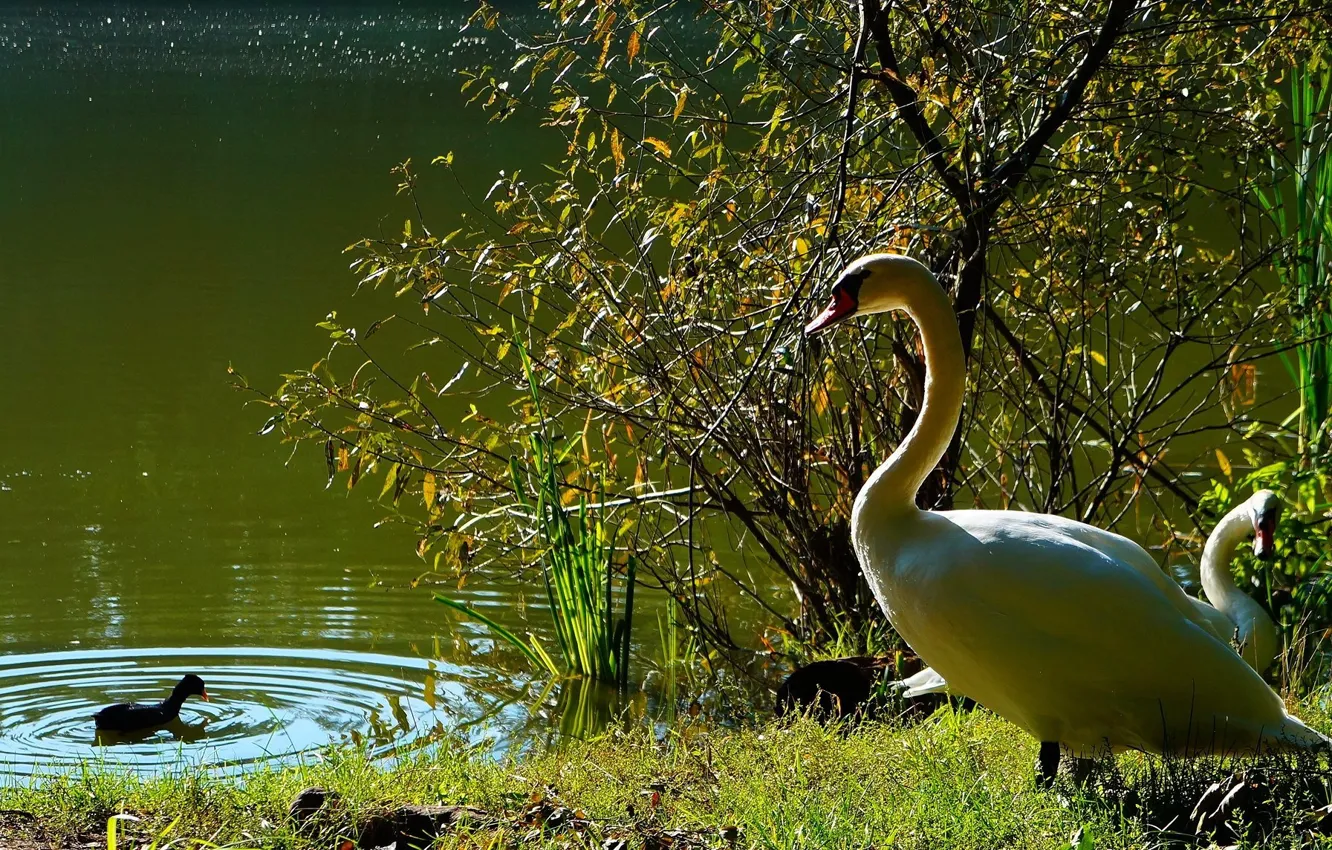 Photo wallpaper swan, bird, water, lake