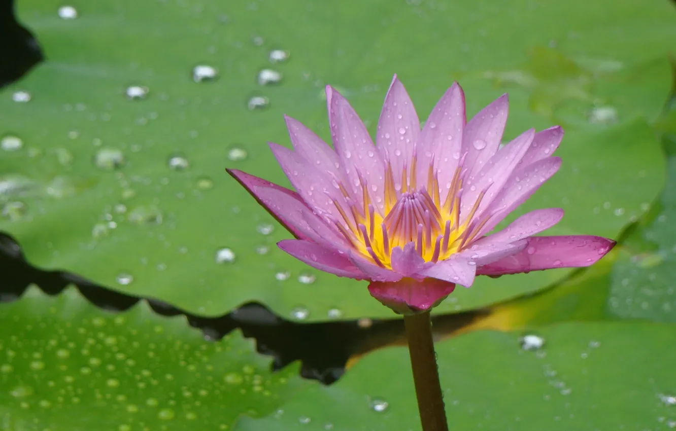 Photo wallpaper flowers, Lily, Thailand, Thailand