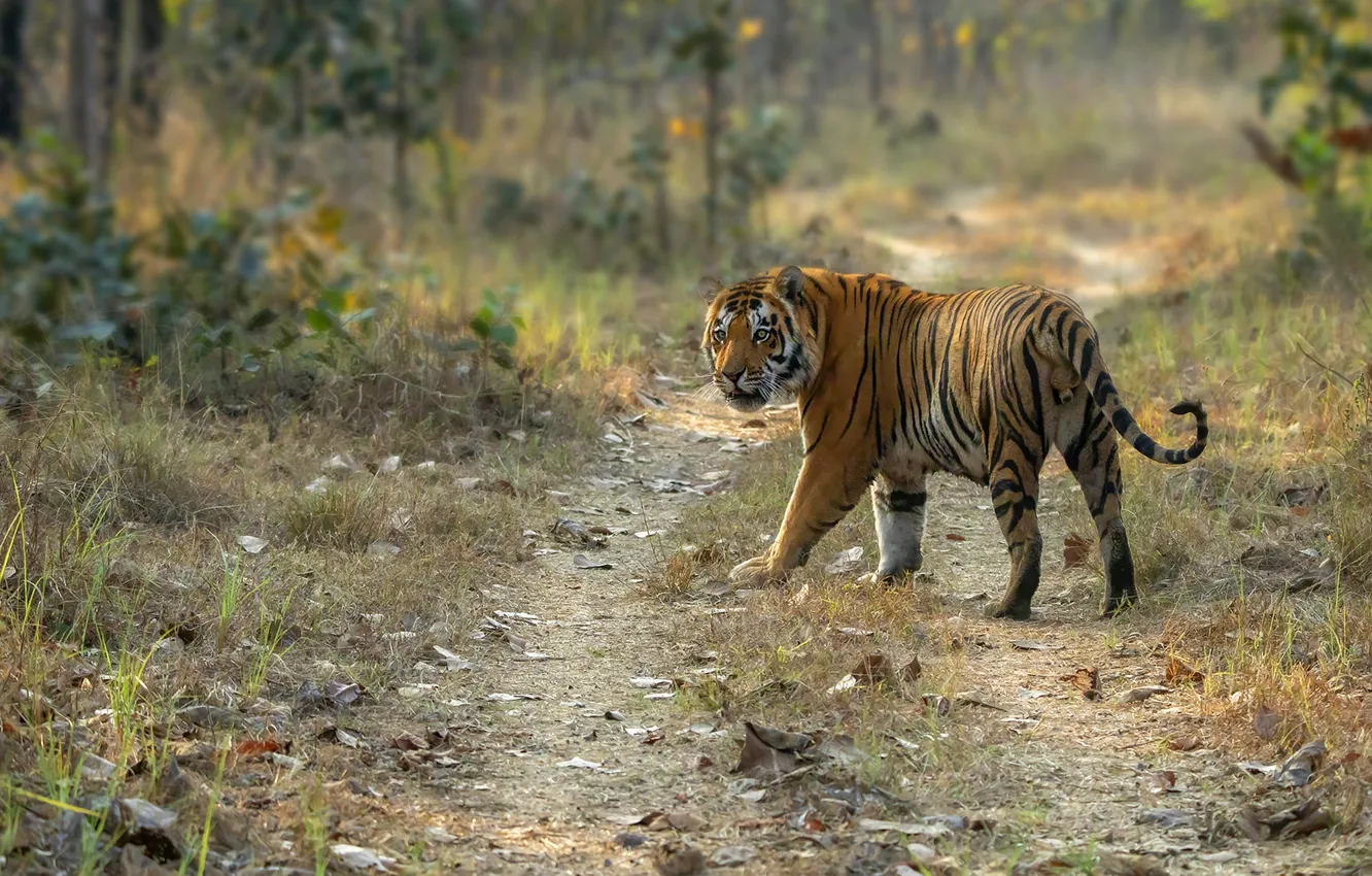 Photo wallpaper road, nature, tiger