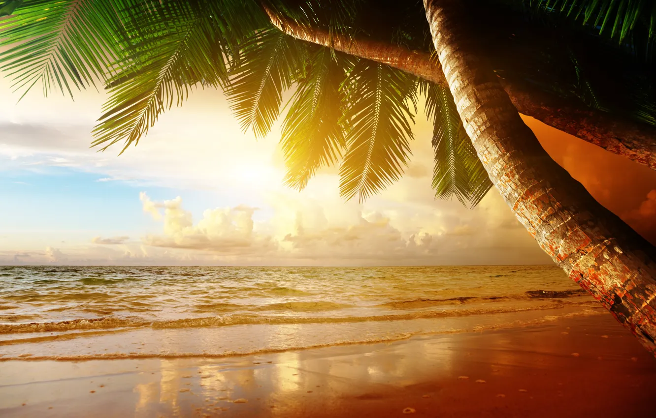 Photo wallpaper sand, sea, beach, sunset, tropics, palm trees, shore, summer