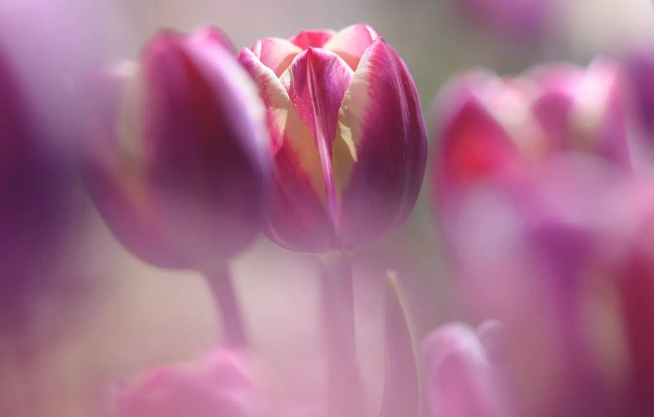 Photo wallpaper flowers, petals, blur, Tulips, raspberry