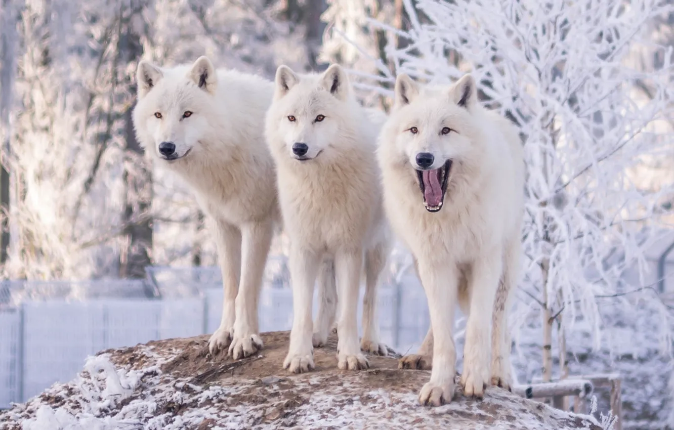 Photo wallpaper winter, frost, snow, trees, nature, wolf, three, wolves