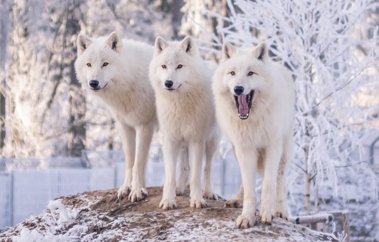 Photo wallpaper winter, frost, snow, trees, nature, wolf, three, white