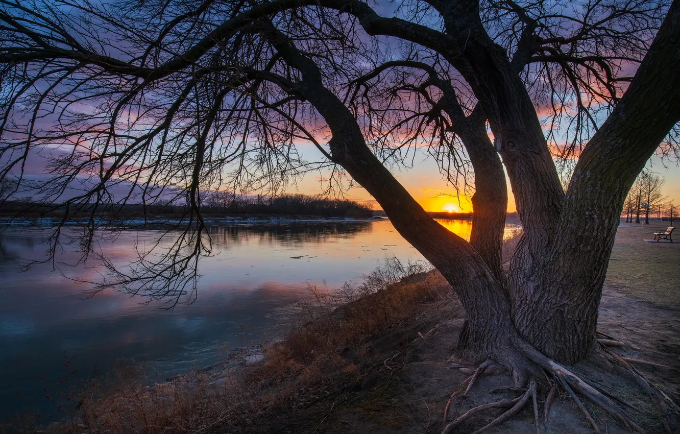 Photo wallpaper the sun, trees, sunset, branches, roots, lake, shore, dal