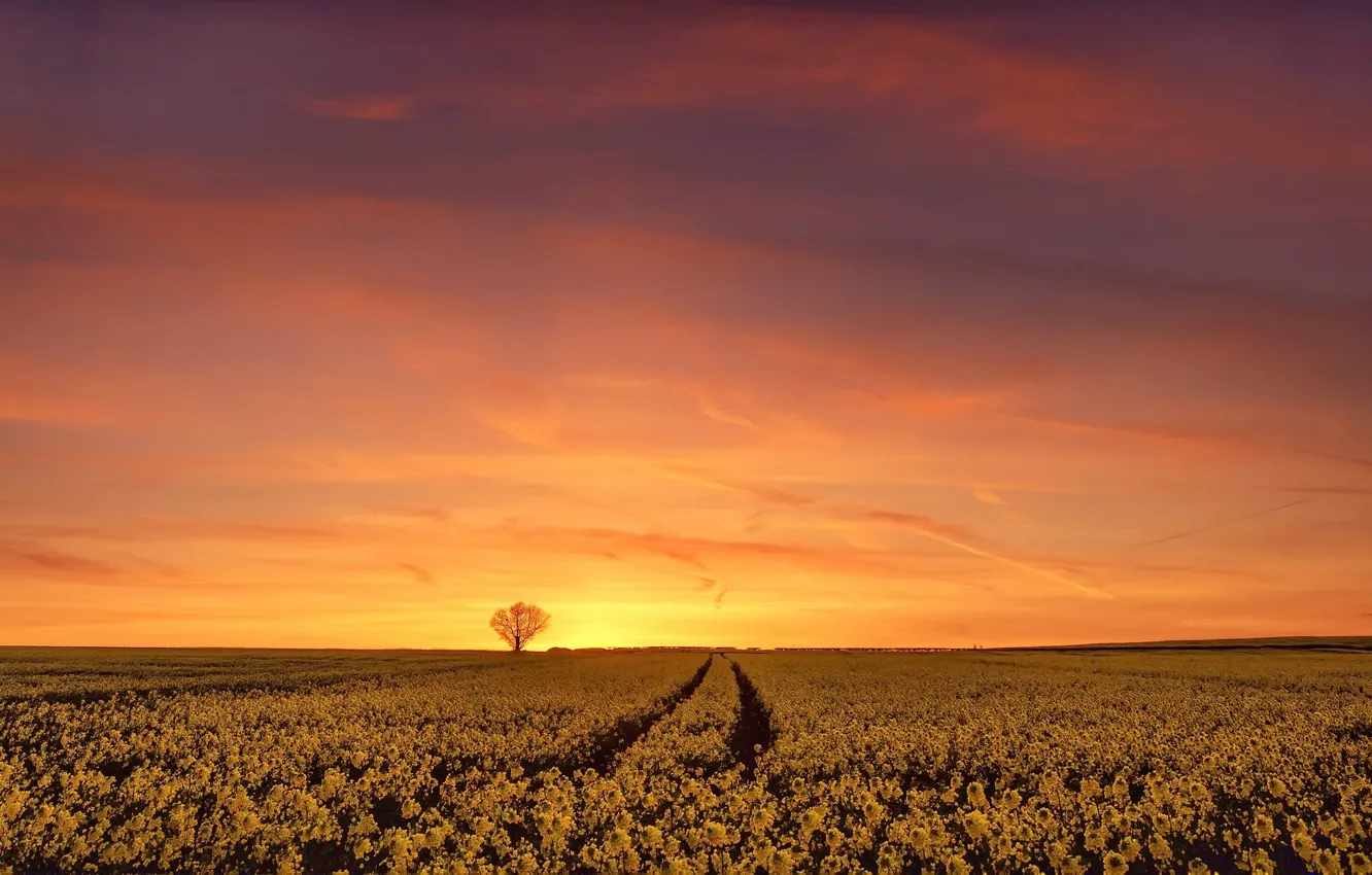 Photo wallpaper field, sunset, rape