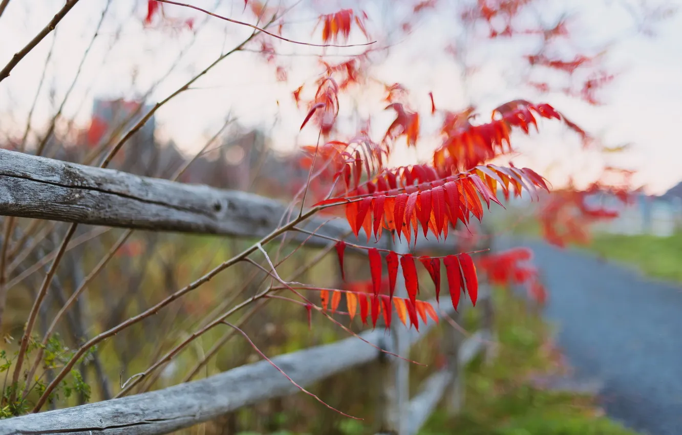Photo wallpaper road, autumn, leaves, the fence