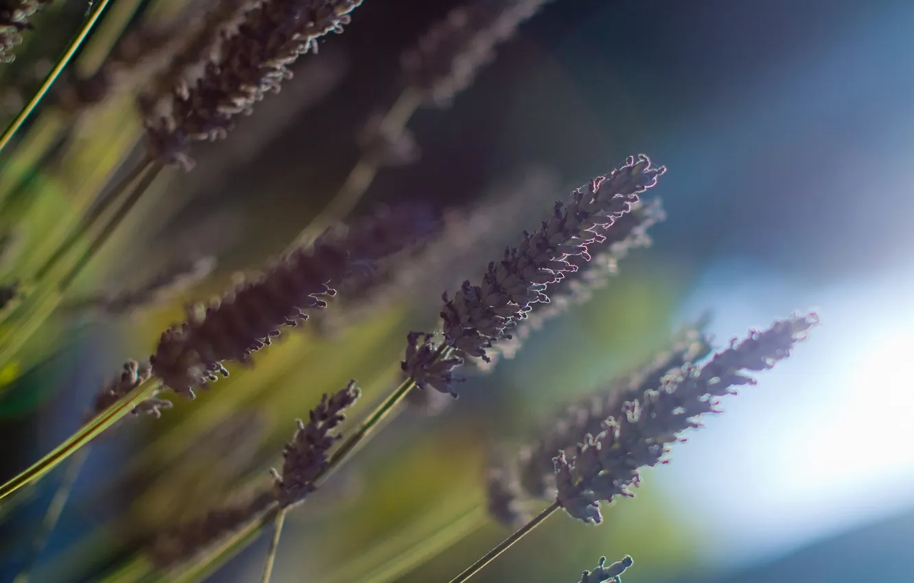 Photo wallpaper grass, macro, plant, blur, spikelets, lavender
