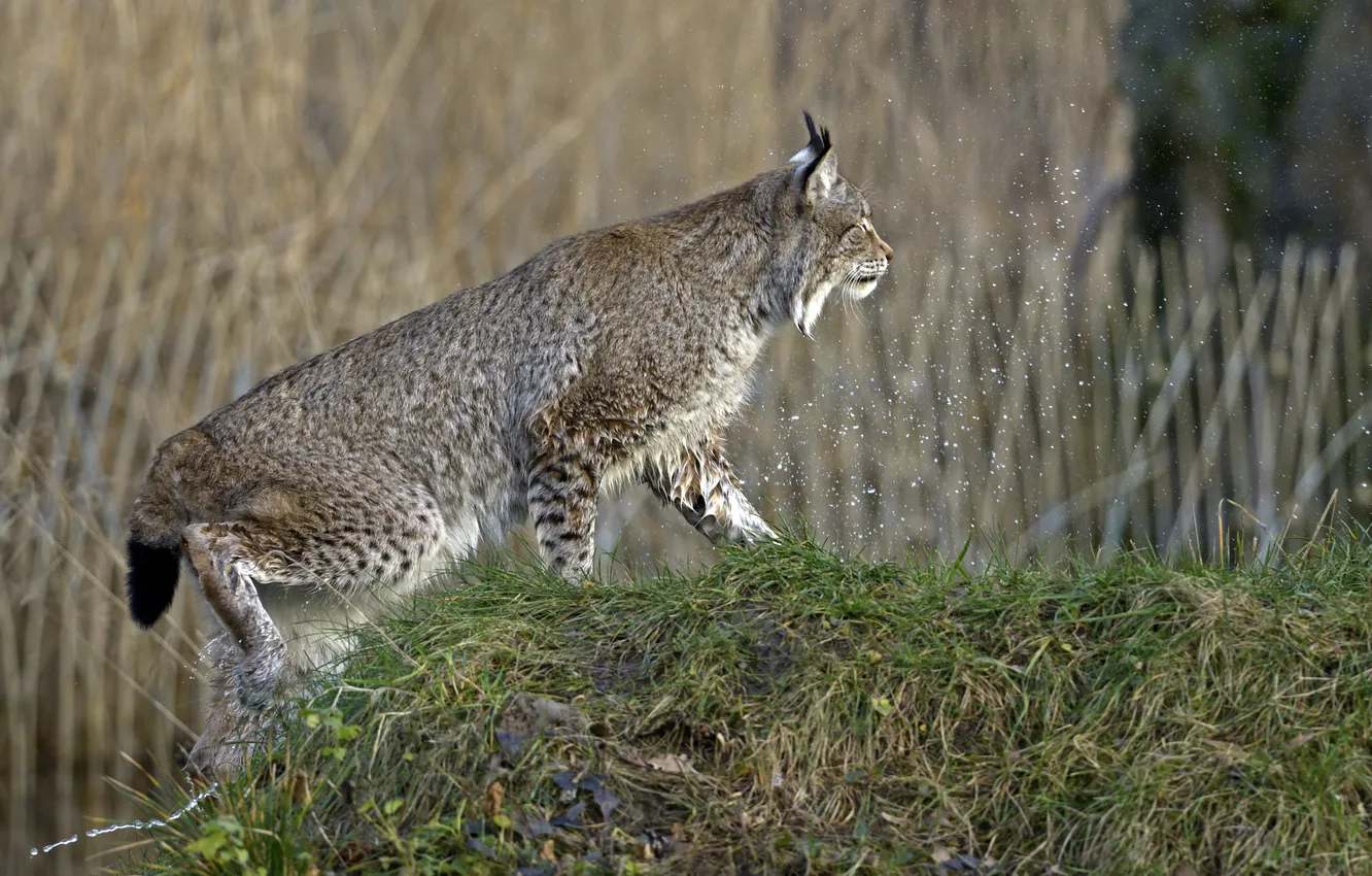 Photo wallpaper cat, grass, squirt, nature, hill, profile, lynx