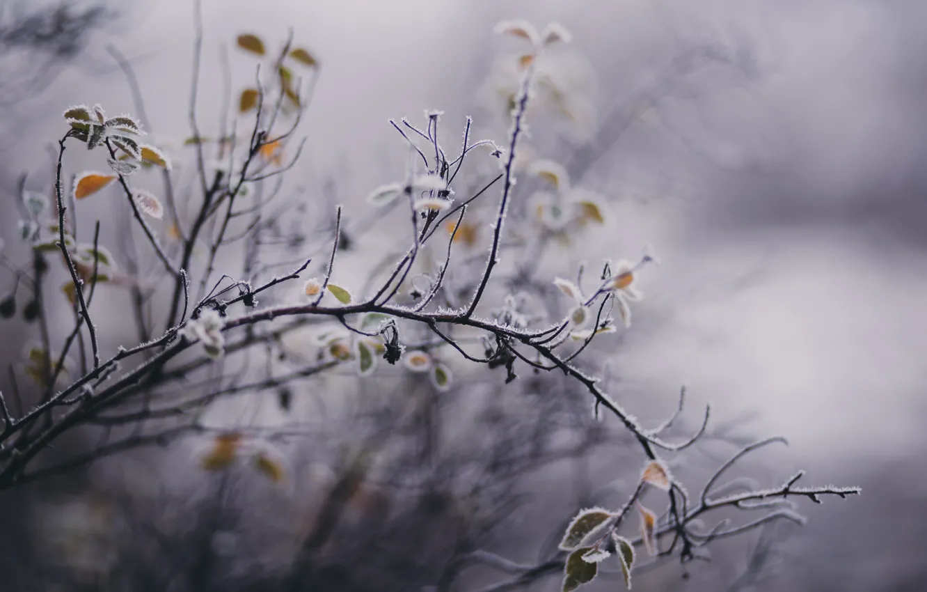 Photo wallpaper ice, winter, snow, nature, colors, frost, Frozen, ice