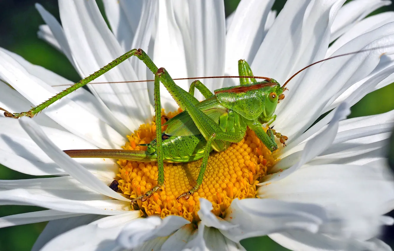 Photo wallpaper macro, flowers, green, chamomile, grasshopper