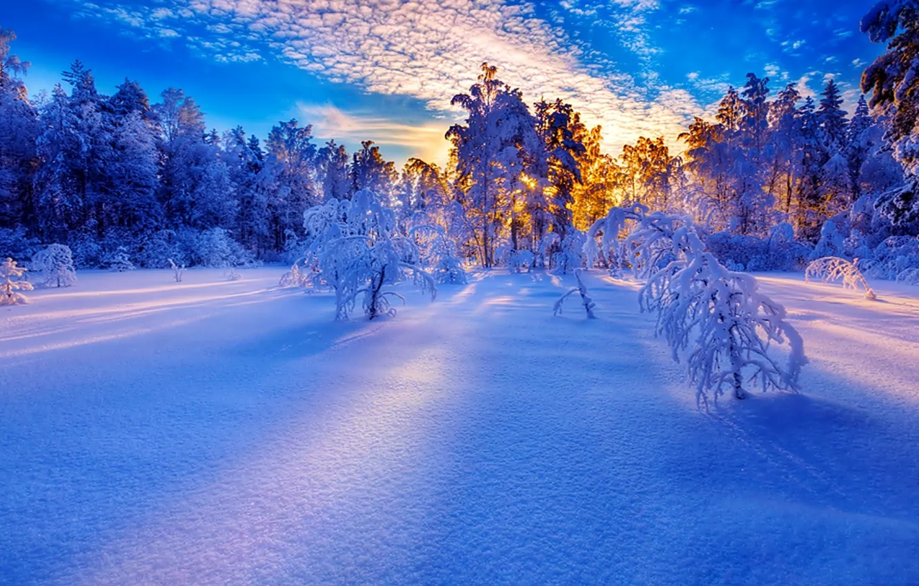Photo wallpaper trees, landscape, winter, snow
