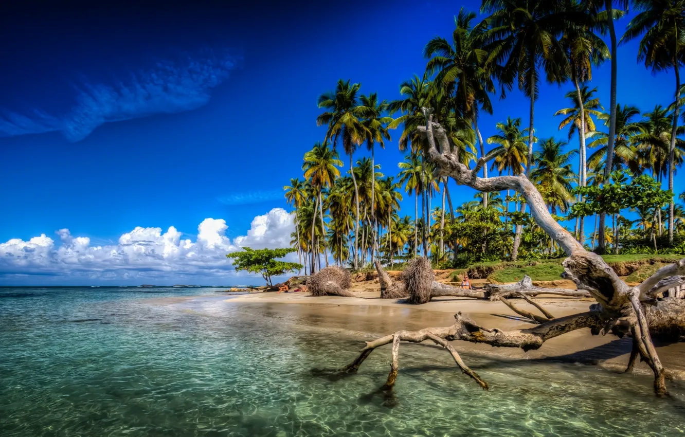 Photo wallpaper tropics, palm trees, the ocean, coast, snag, The Atlantic ocean, Caribbean Islands, Dominican Republic