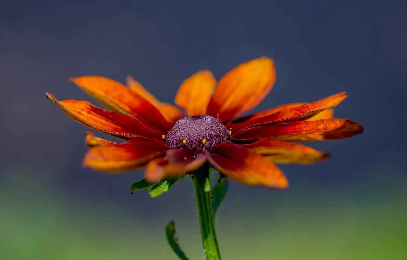 Photo wallpaper summer, macro, flowers, nature