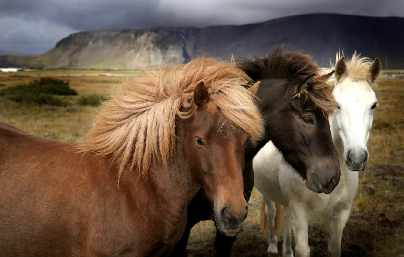 Photo wallpaper field, grass, mountains, nature, horse, wool, pasture, mane