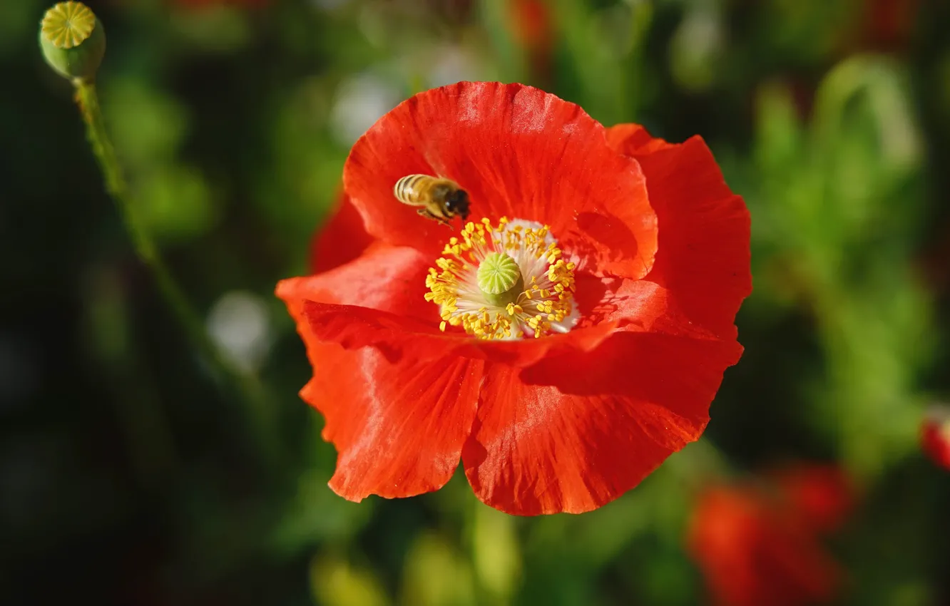 Photo wallpaper light, red, green, bee, background, Mac, Maki, insect