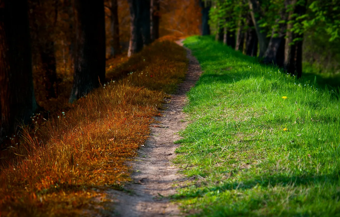 Photo wallpaper road, autumn, forest, trees, nature, Park, spring, forest