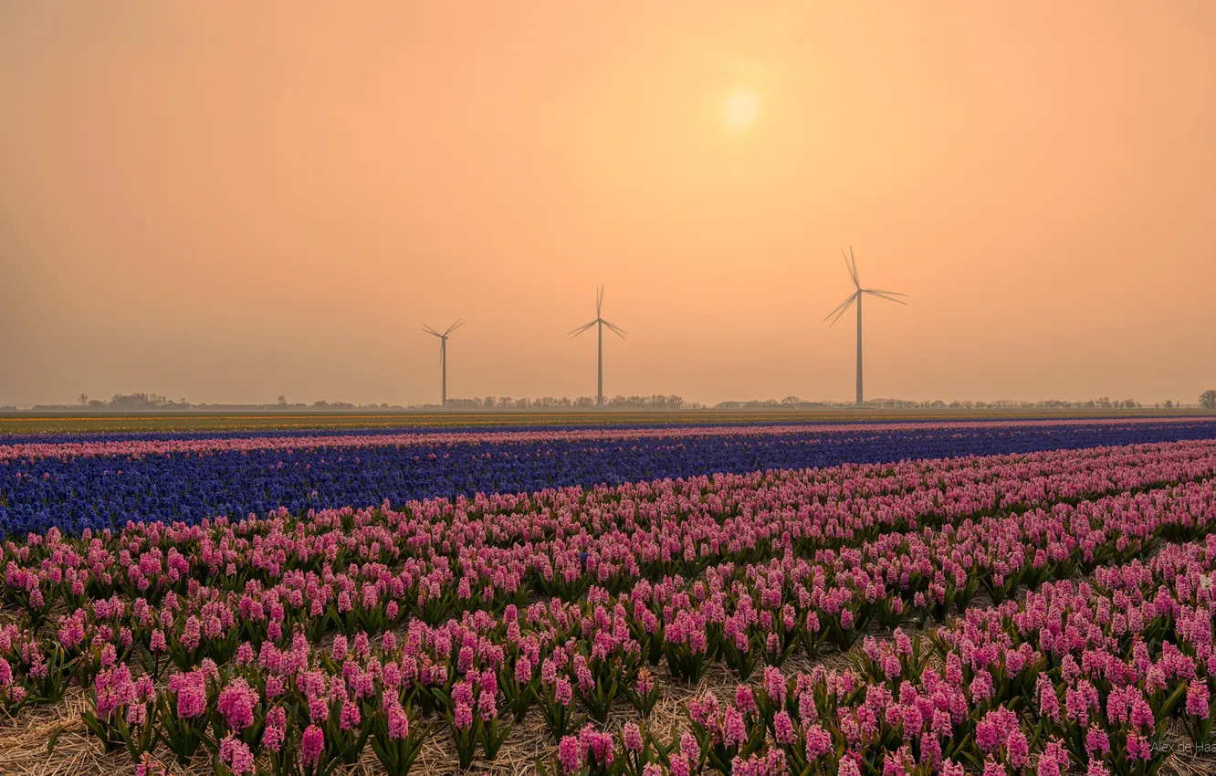 Photo wallpaper field, sunset, flowers, Netherlands, hyacinths