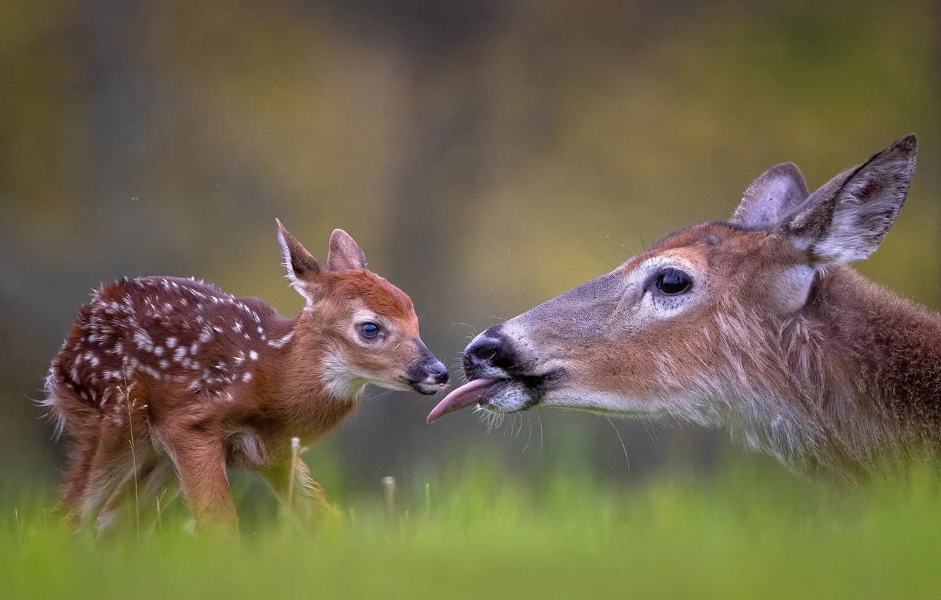 Photo wallpaper baby, cub, deer, bokeh, fawn