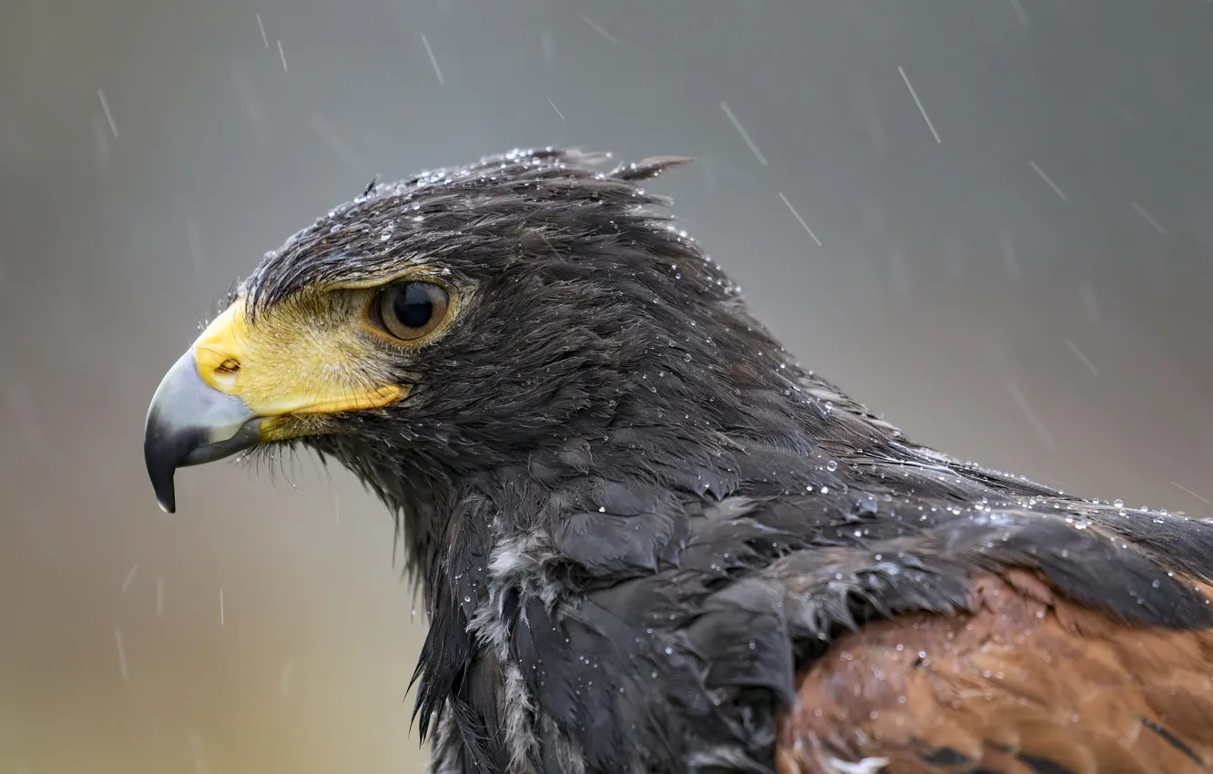 Photo wallpaper rain, bird, beak, eagle