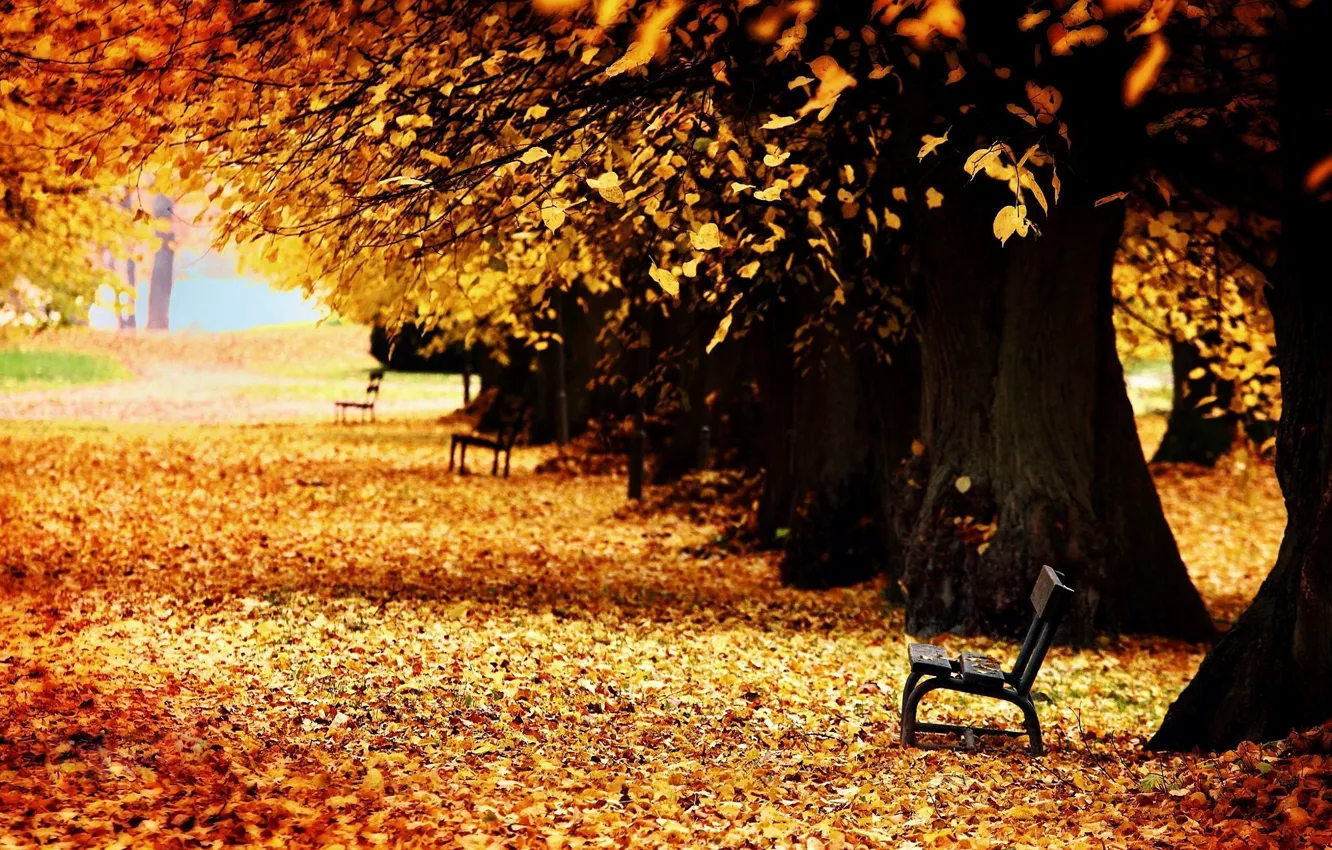 Photo wallpaper autumn, bench, alley, falling leaves