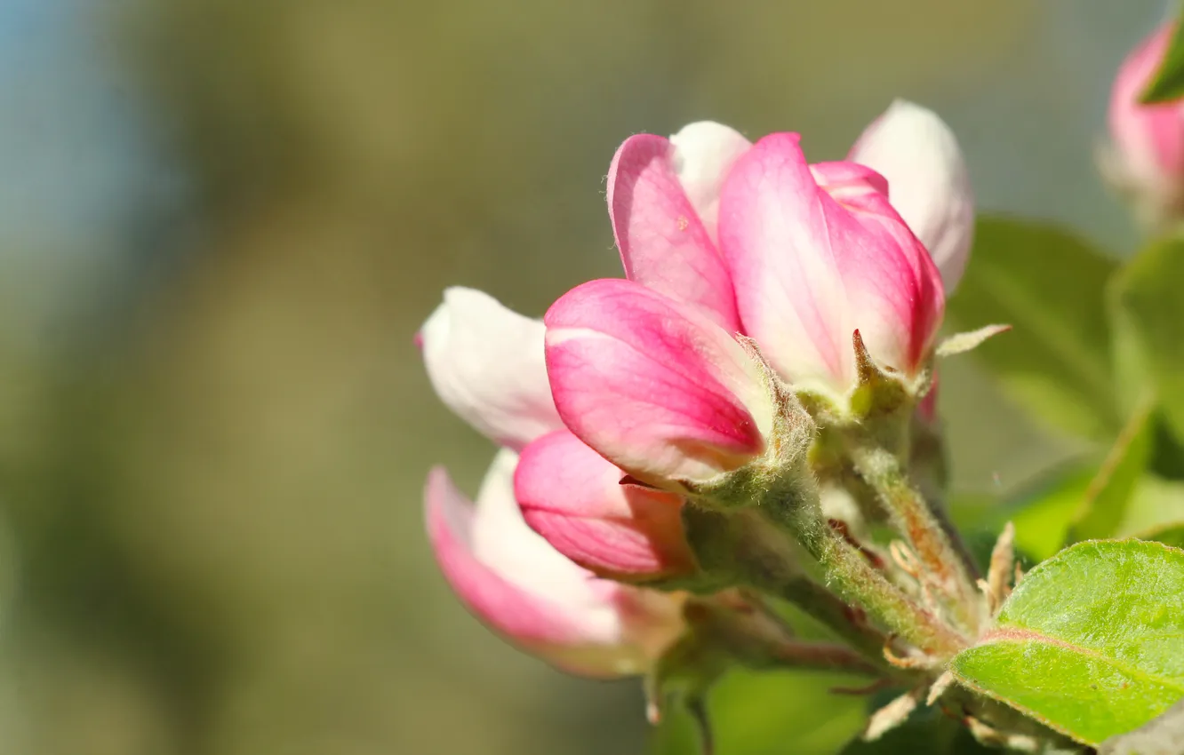 Photo wallpaper flower, pink, spring