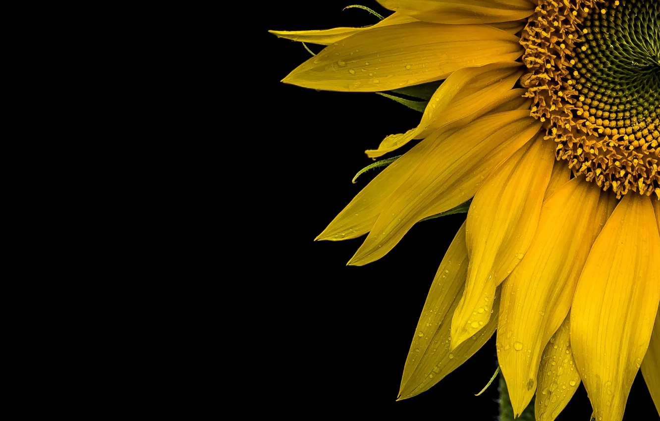Photo wallpaper macro, background, sunflower