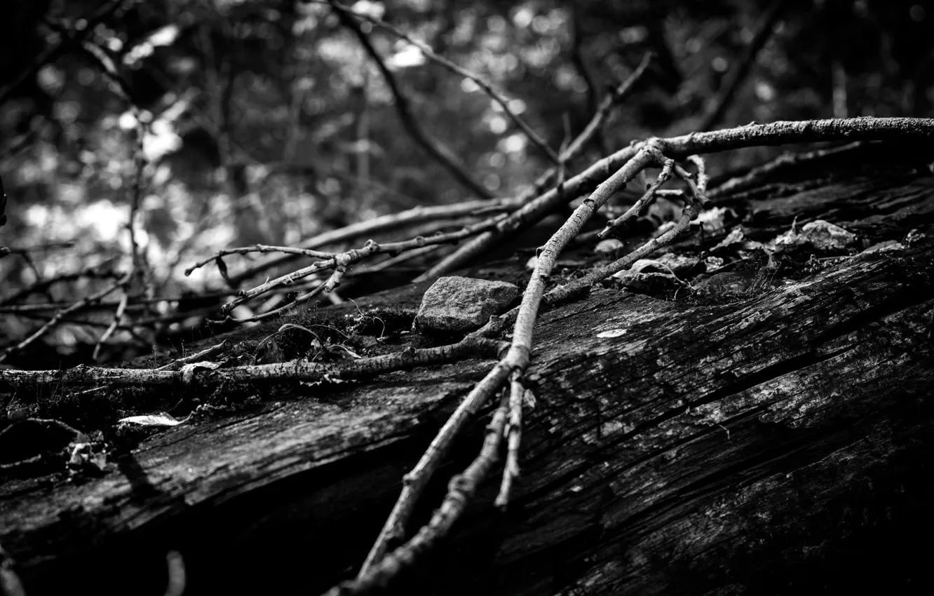 Photo wallpaper nature, stones, Black and white
