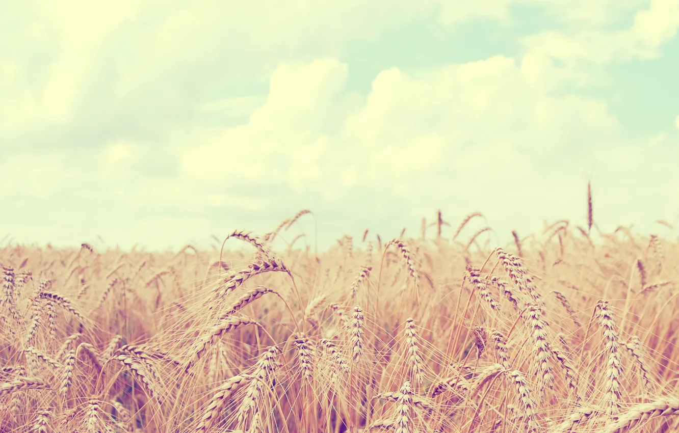 Photo wallpaper wheat, field, the sky, clouds, landscape, nature, ears, sky