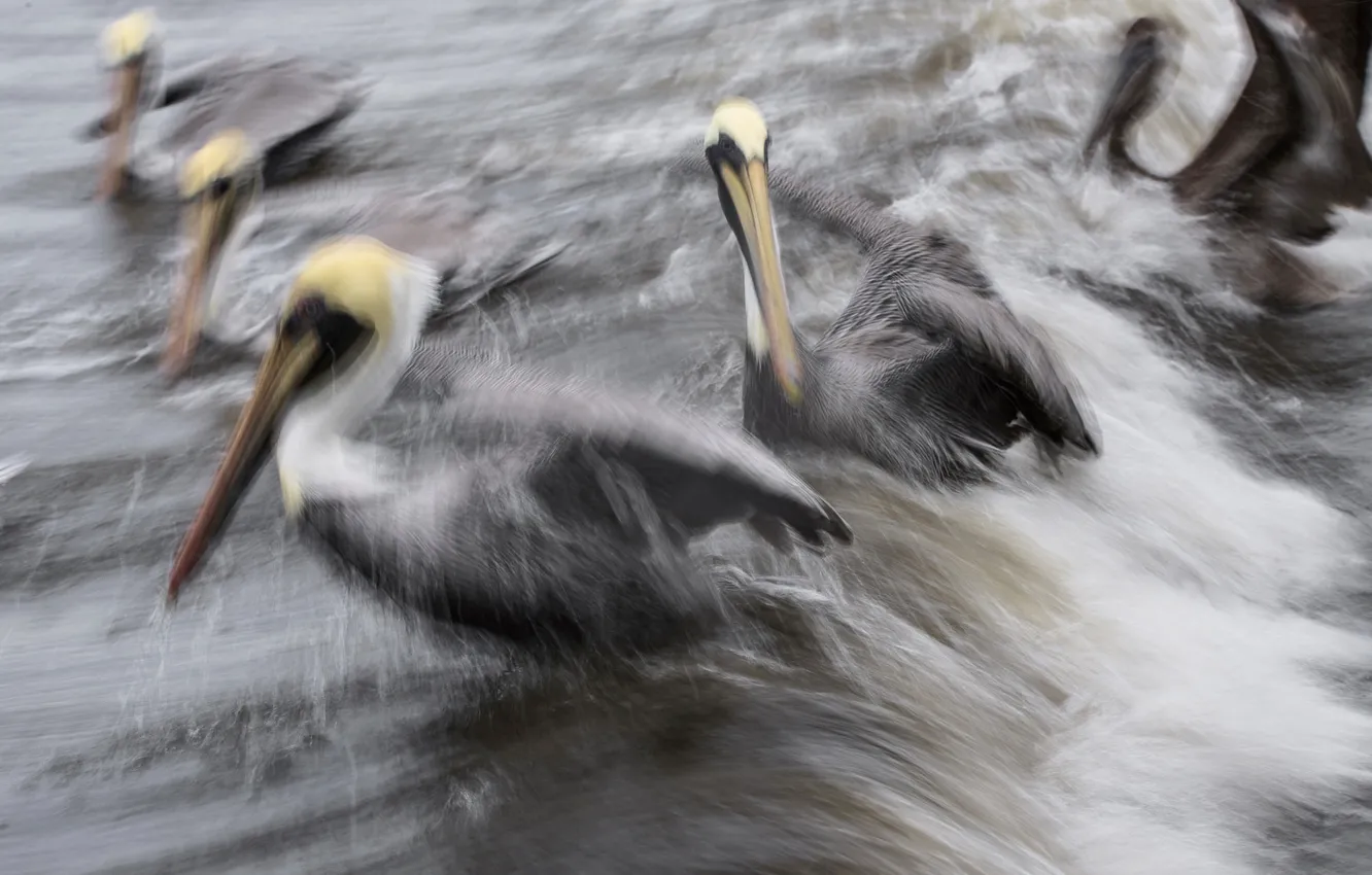Photo wallpaper squirt, birds, beak, Pelican