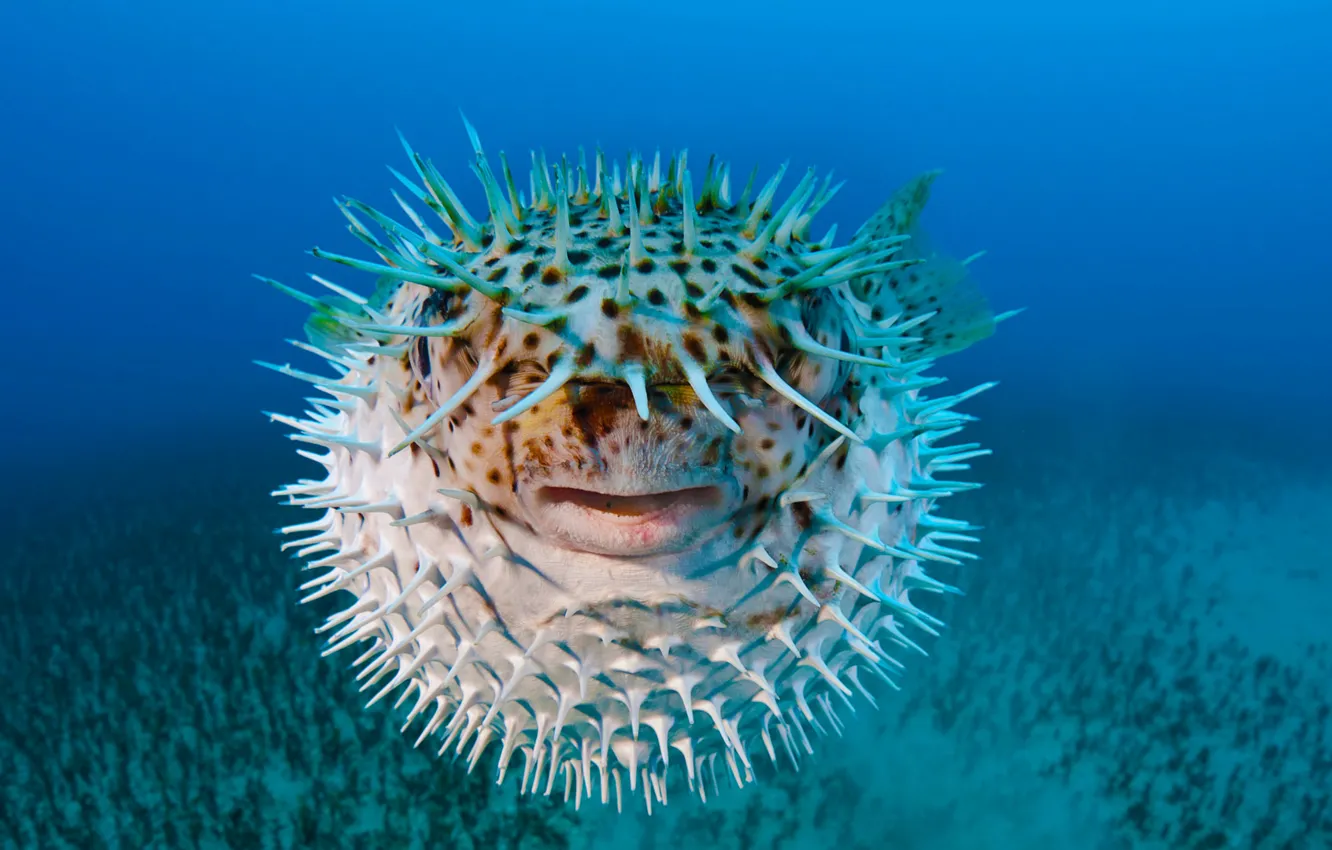 Photo wallpaper sea, macro, fish-urchin